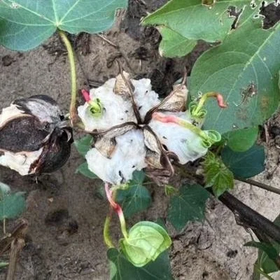 Soaked Fields Create Major Harvest Delay