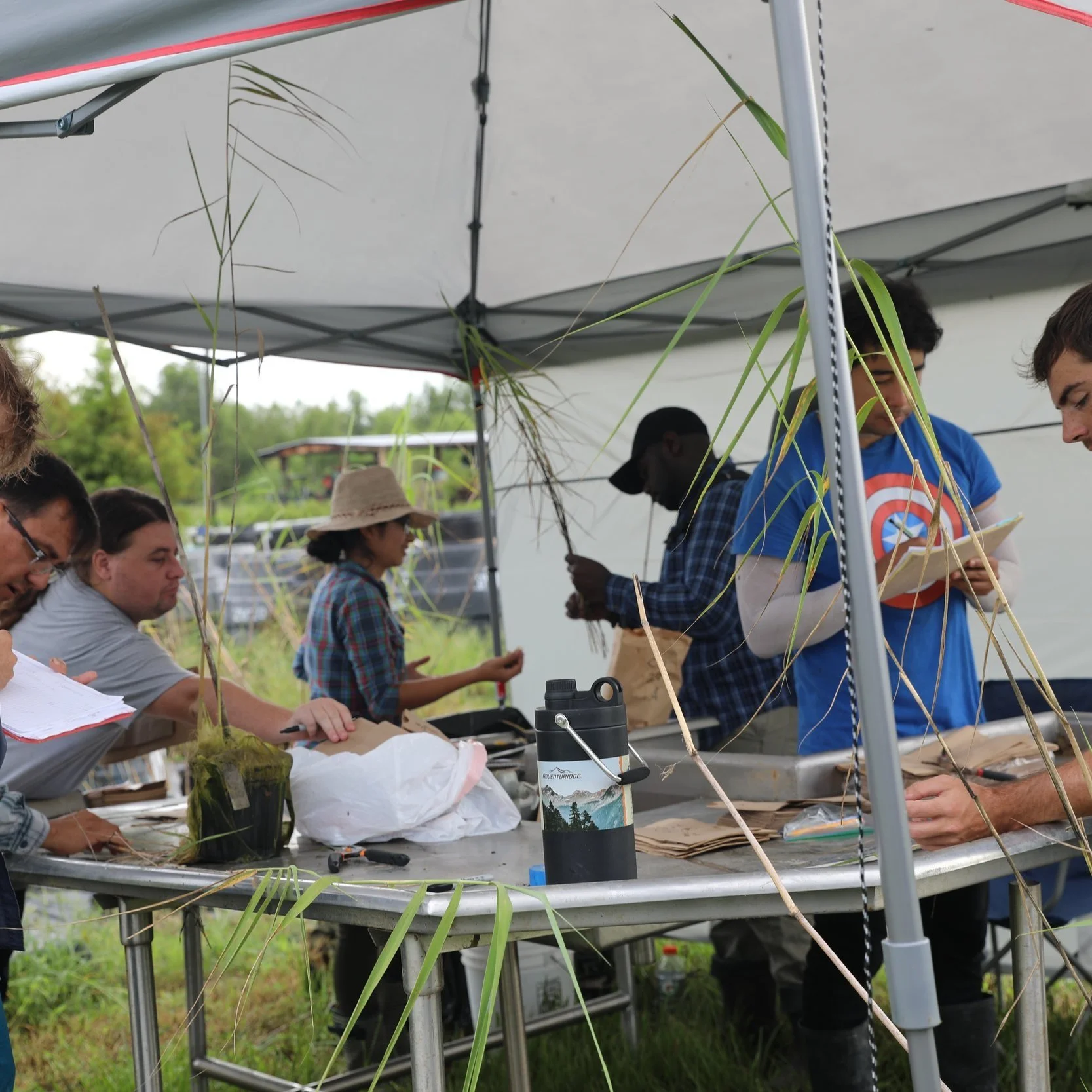 Roseau Cane Die-Off Means All Hands On Deck For Cross Disciplinary Study