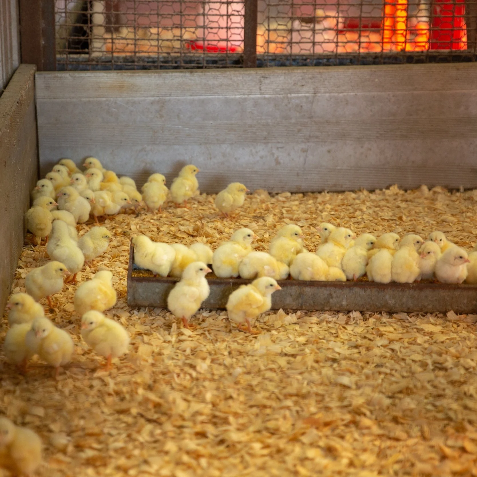 August 2022 Livestock Price &amp; Production Summary