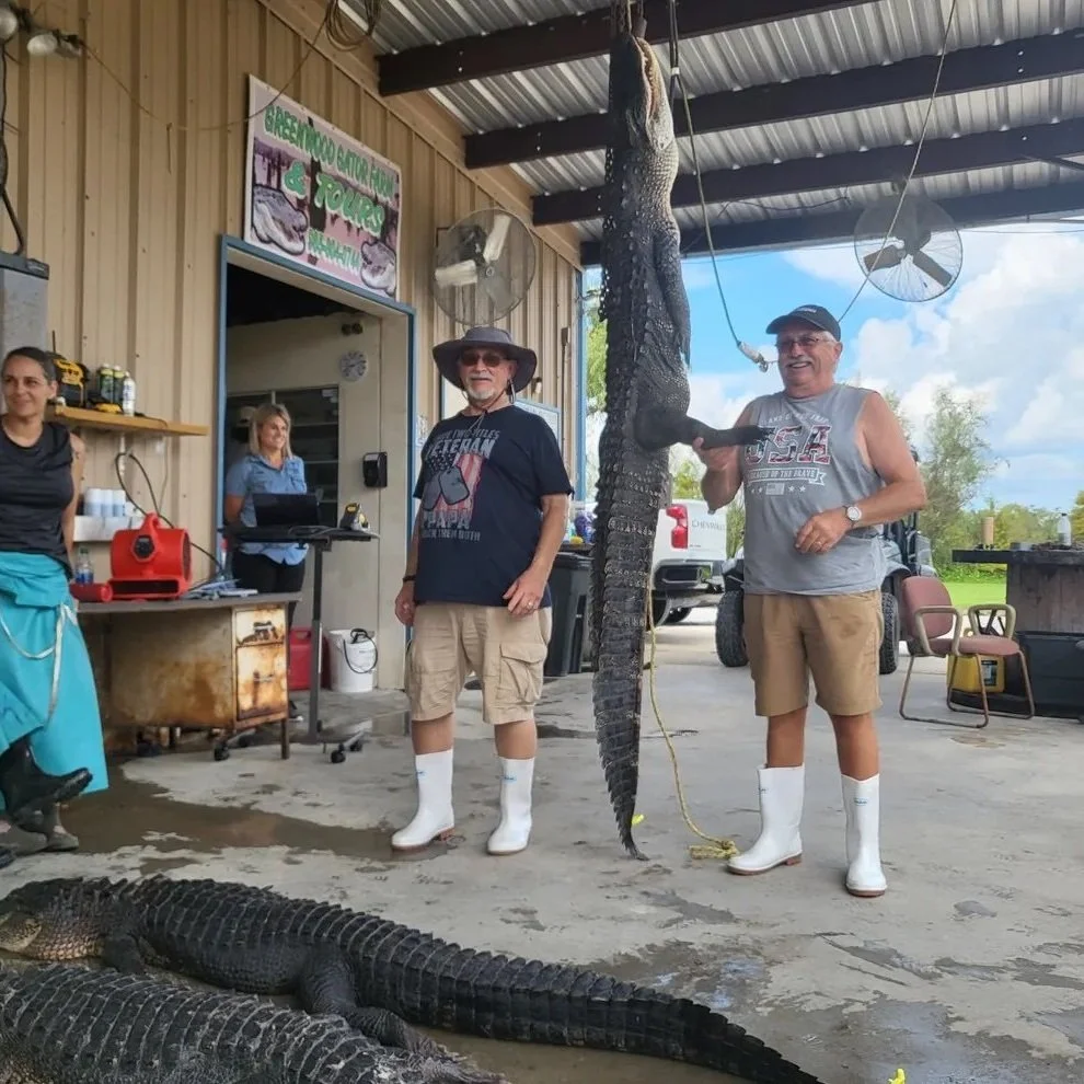 It's Alligator Season in Louisiana. Why Some in Industry Say it's Going to be a Good One