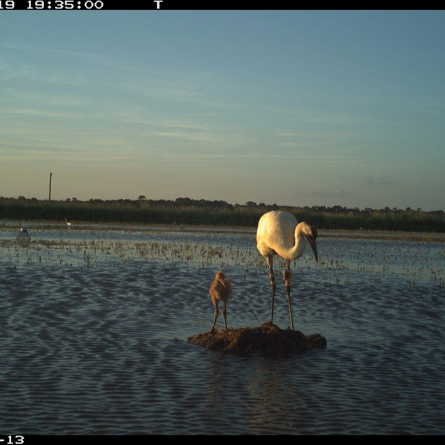 Louisiana’s Whooping Crane Population Adds Record Eight Wild Hatched Chicks During 2022 Nesting Season