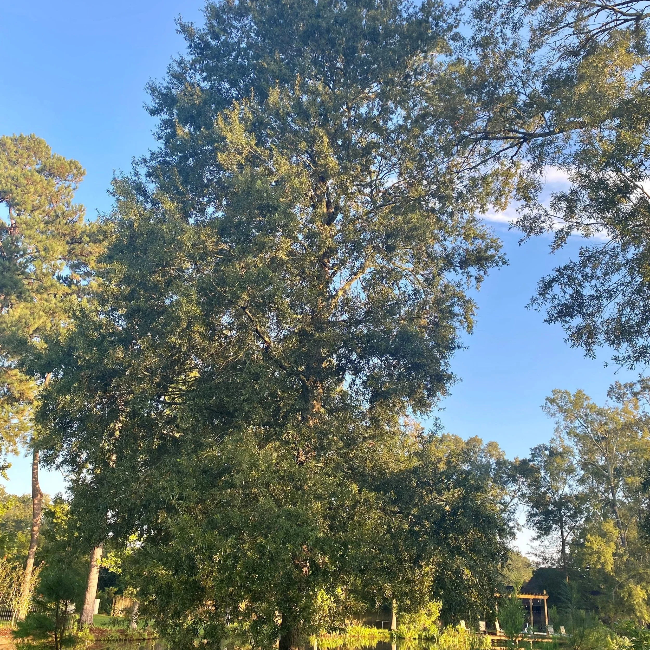 Plant More Trees, Please