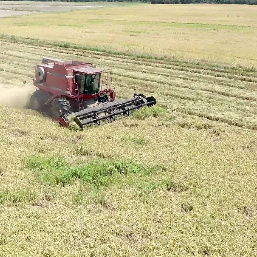 Late Summer Rains Dampen 2022 Rice Harvest