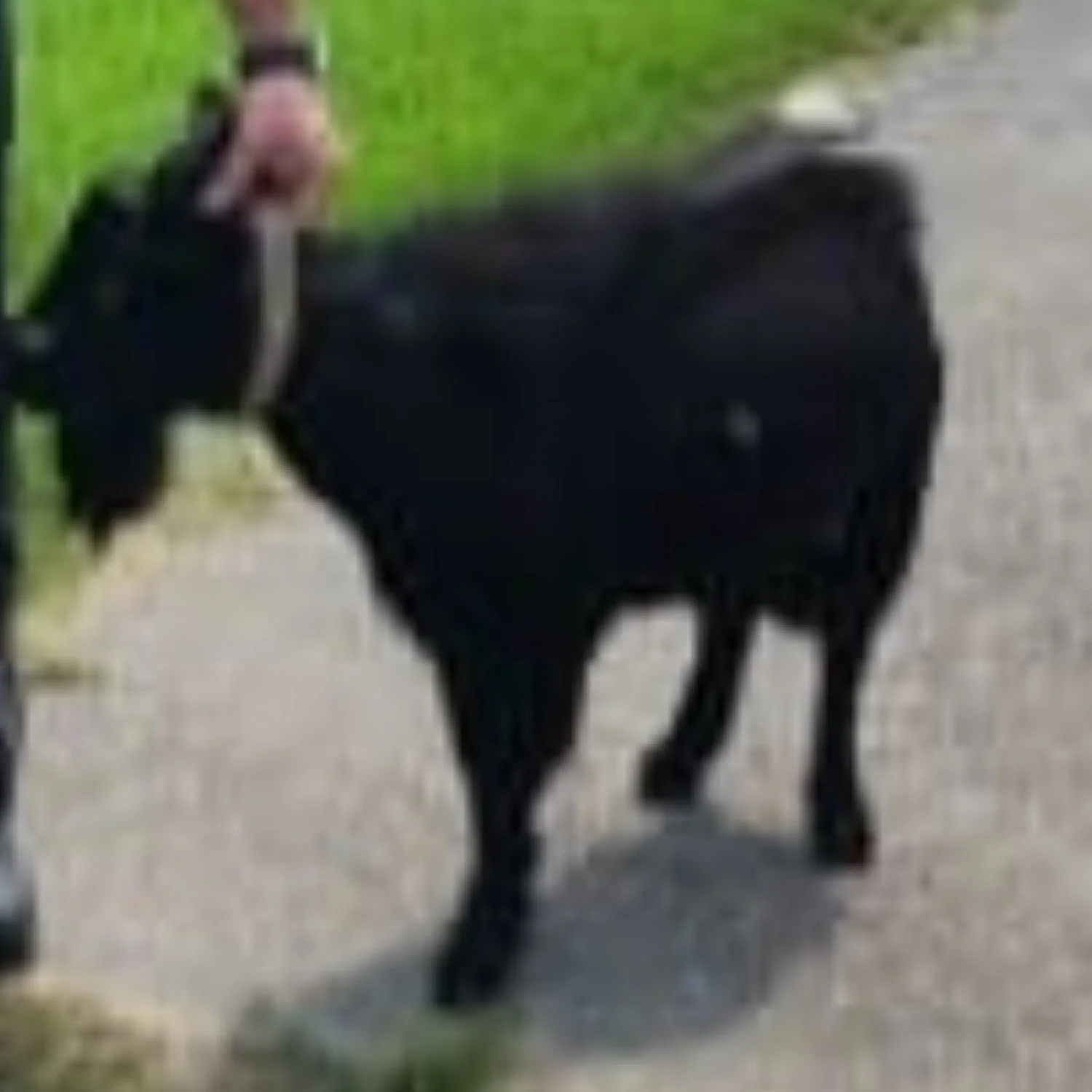 Vermilion Deputies Looking for Goat's Owners