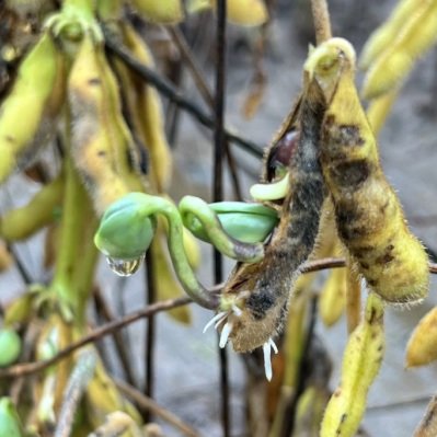 Rains Bring Ruin To MidSouth Soybean Fields