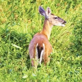 Chronic Wasting Disease Update Set for September 29 at ULM