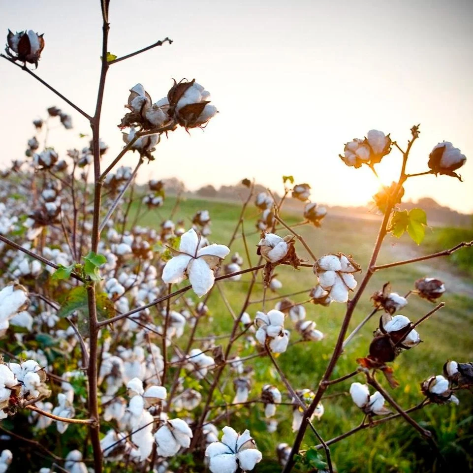 Wet Weather Wreaks Havoc on Louisiana Crops, Forcing Officials to Seek Federal Help