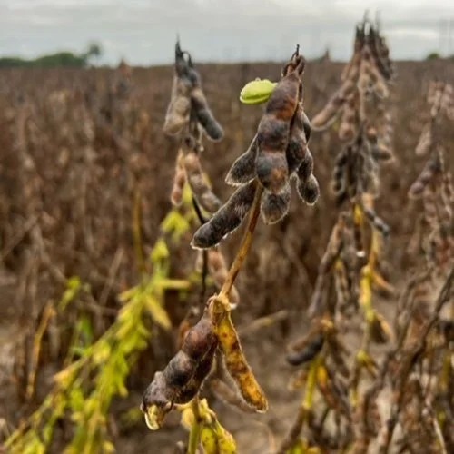 Extreme Weather Affects Farmers’ Crops