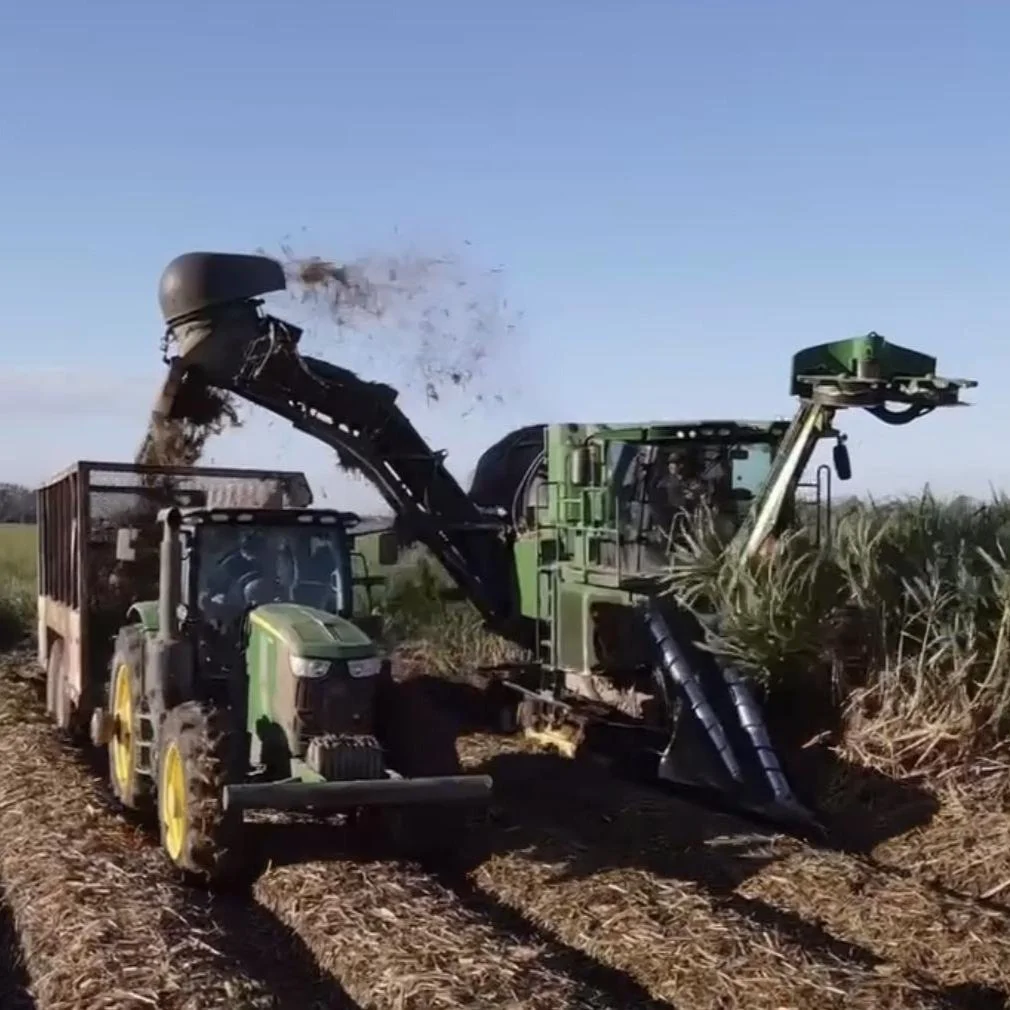 Sugarcane Harvest Season is Right Around the Corner