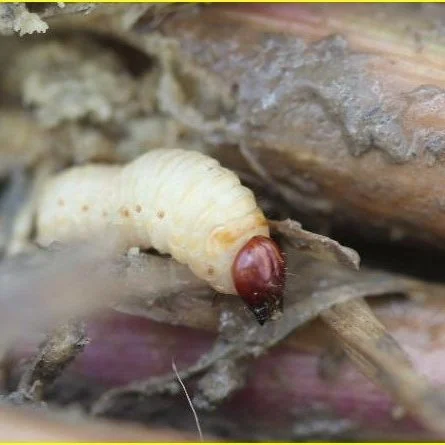 Entomologist Group Receives Grant To Study Rice Insect Management