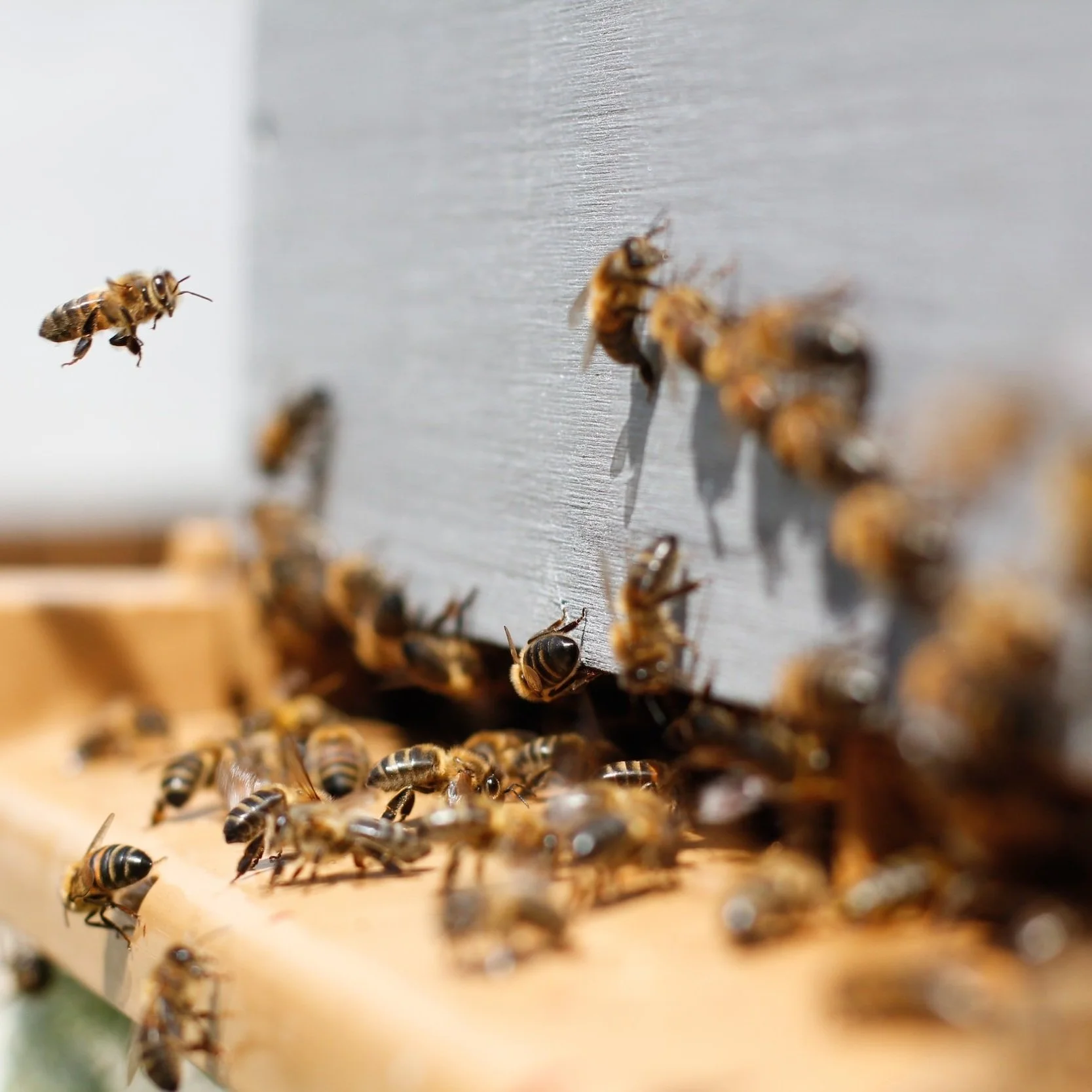 LDAF announces Apprenticeship Project for Growing New Beekeepers in Louisiana