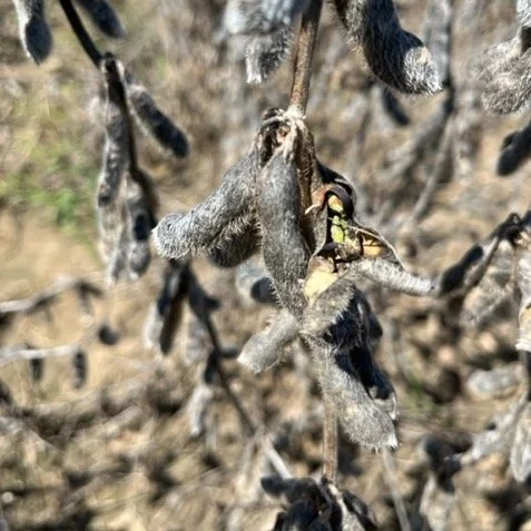 Document Damage to Help La. Farm Bureau Help You