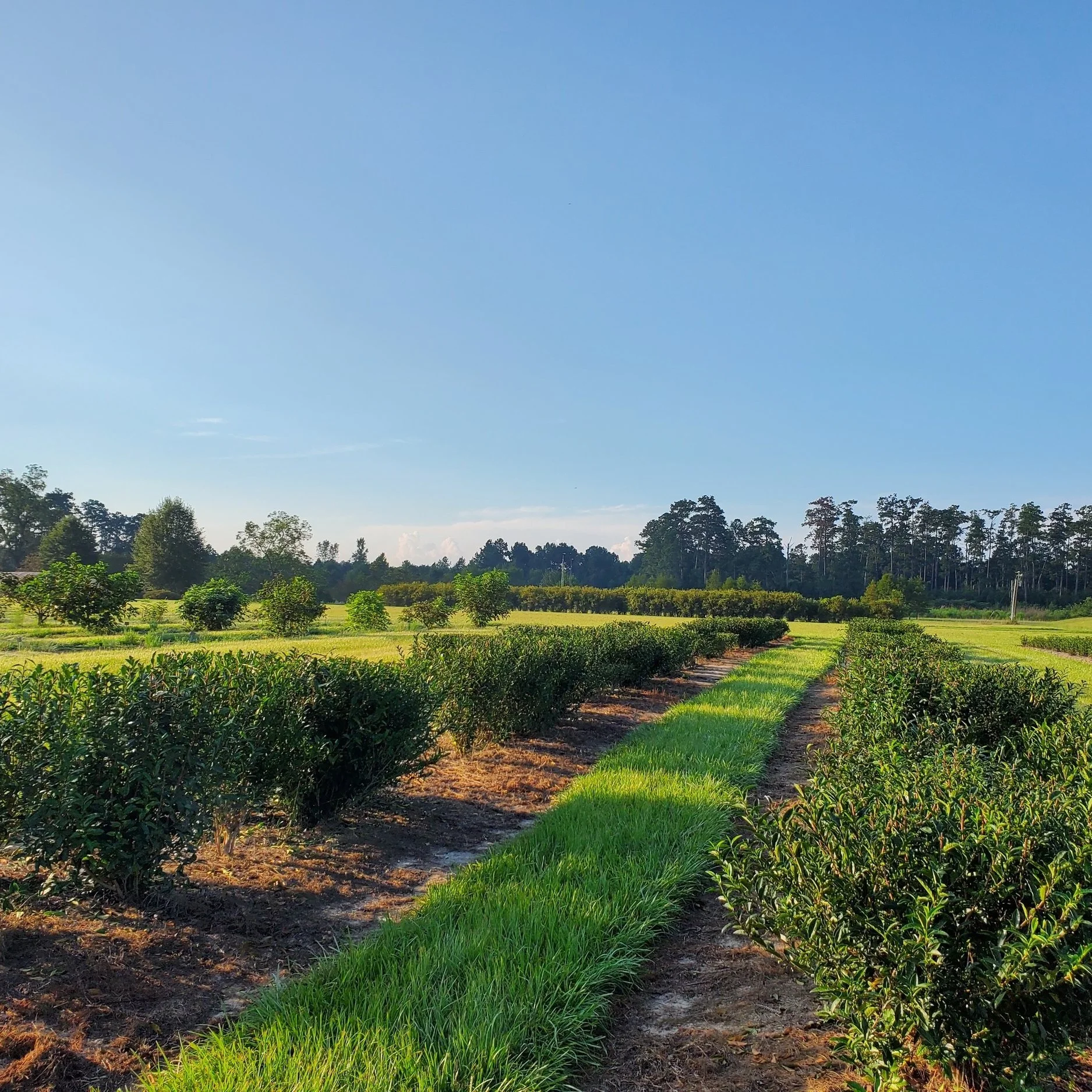 Growing Tea In Louisiana