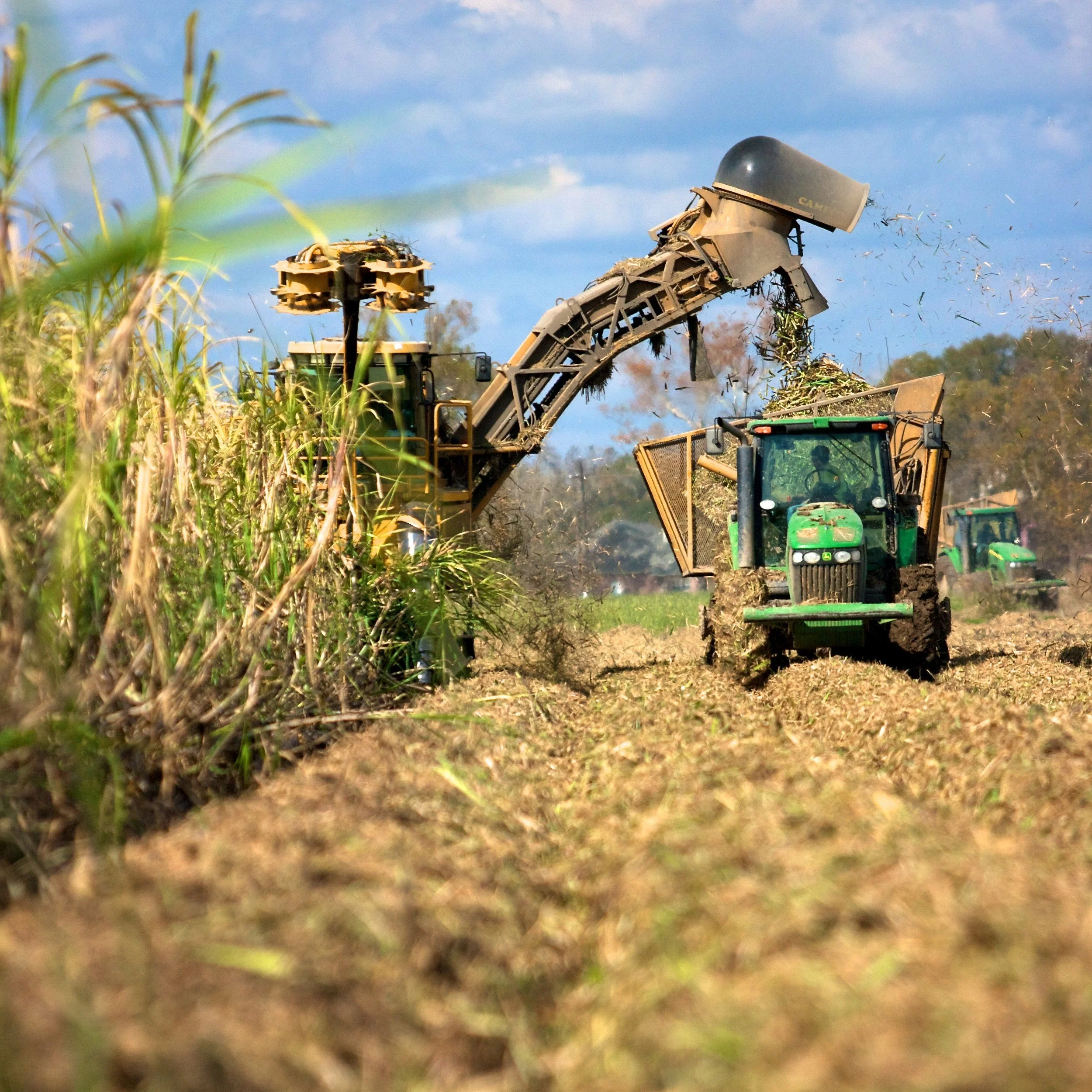 National Real Sugar Day Is October 14