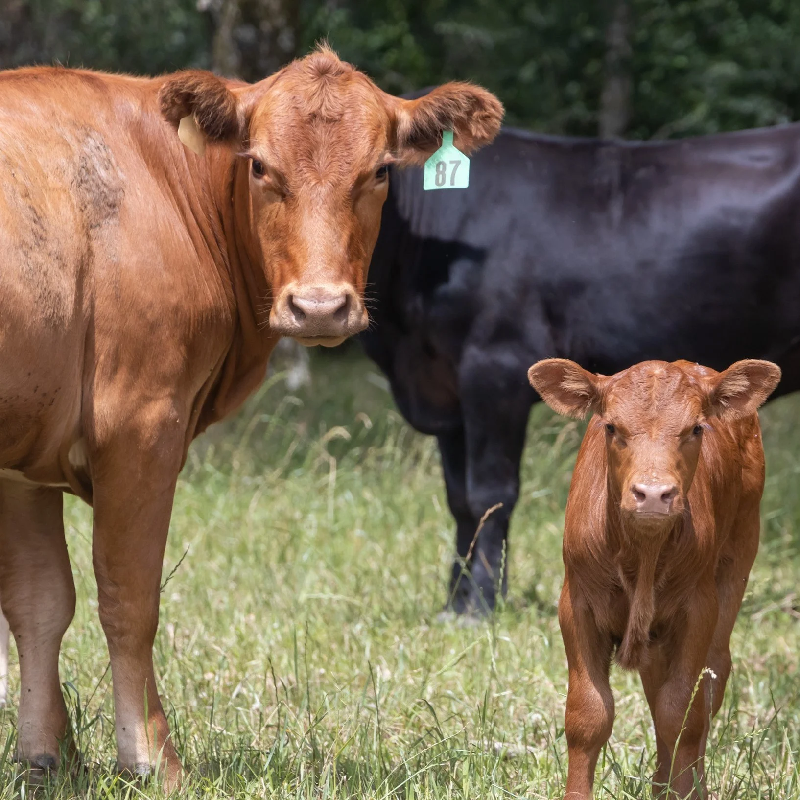 Abbeville Cattle Farmer Highlights What It Takes to Herd Cattle