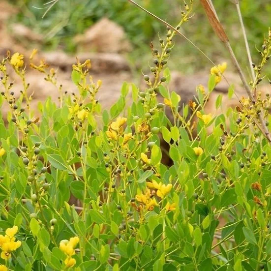 LGLCI Winter Forage Webinar Series