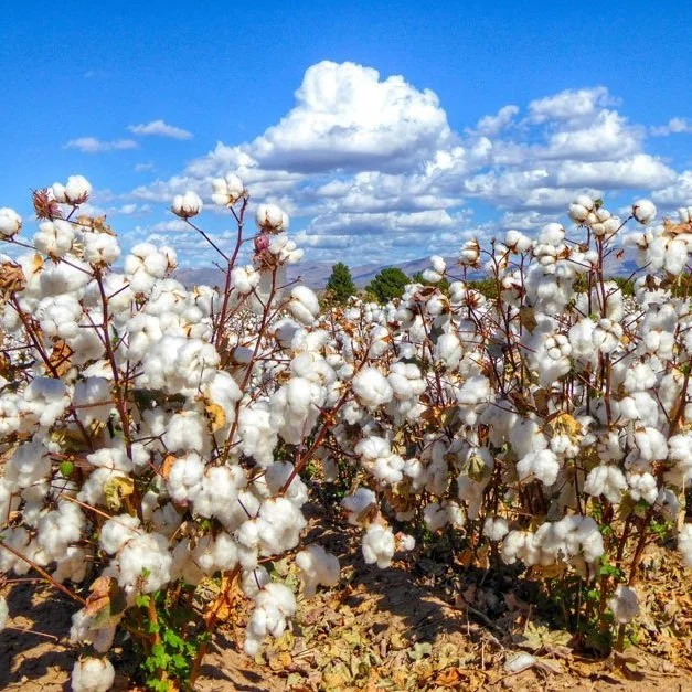 USDA Agribusiness Firms Join Growers in Search for More Sustainable Cotton