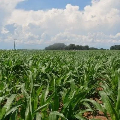 Technology Is Key to Planting Corn In Less Than Ideal Soil Conditions