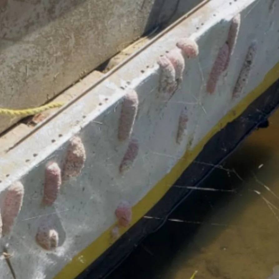 Man Ticketed For Illegal Possession &amp; Release Of Apple Snails