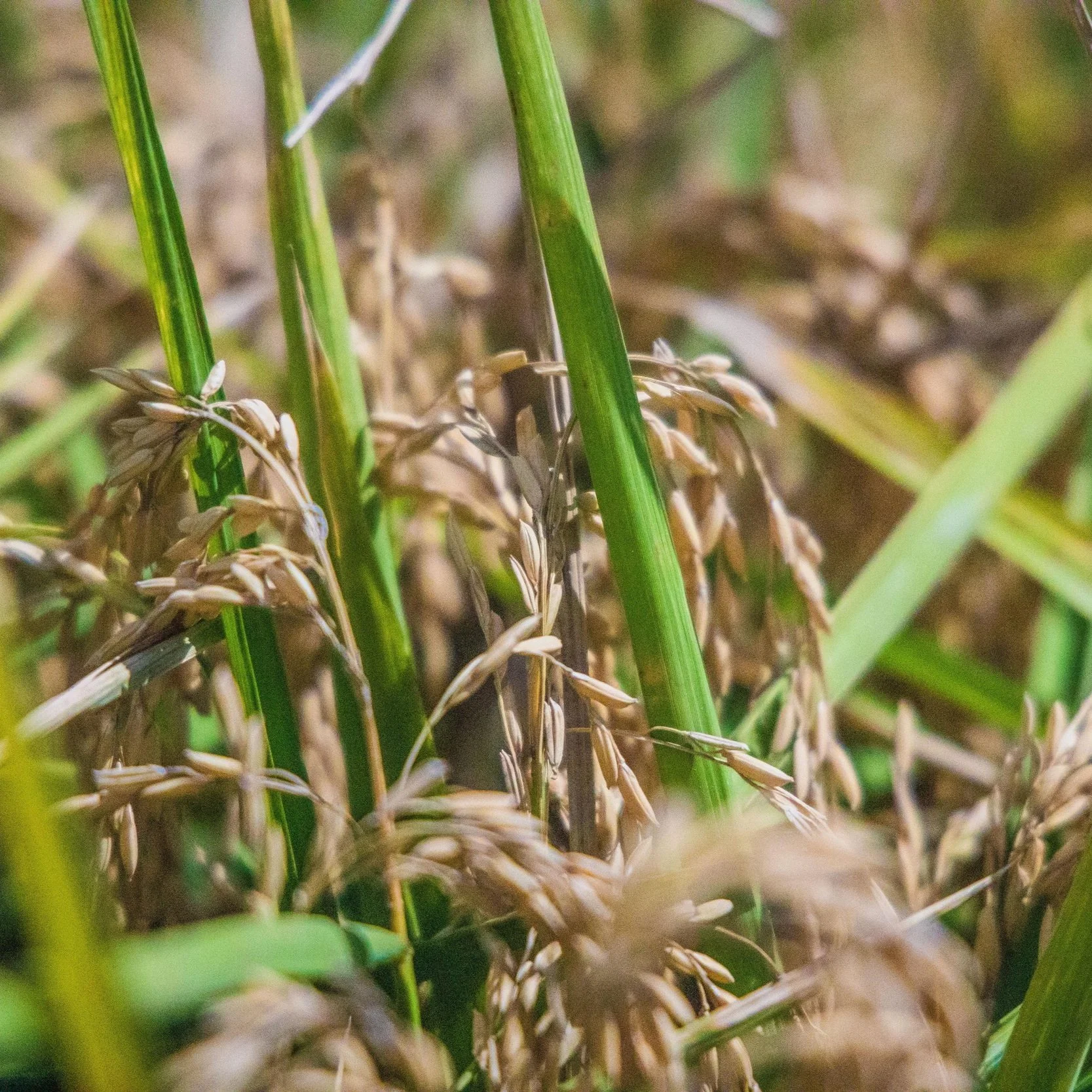 85th International Crowley Rice Festival Begins Oct. 20