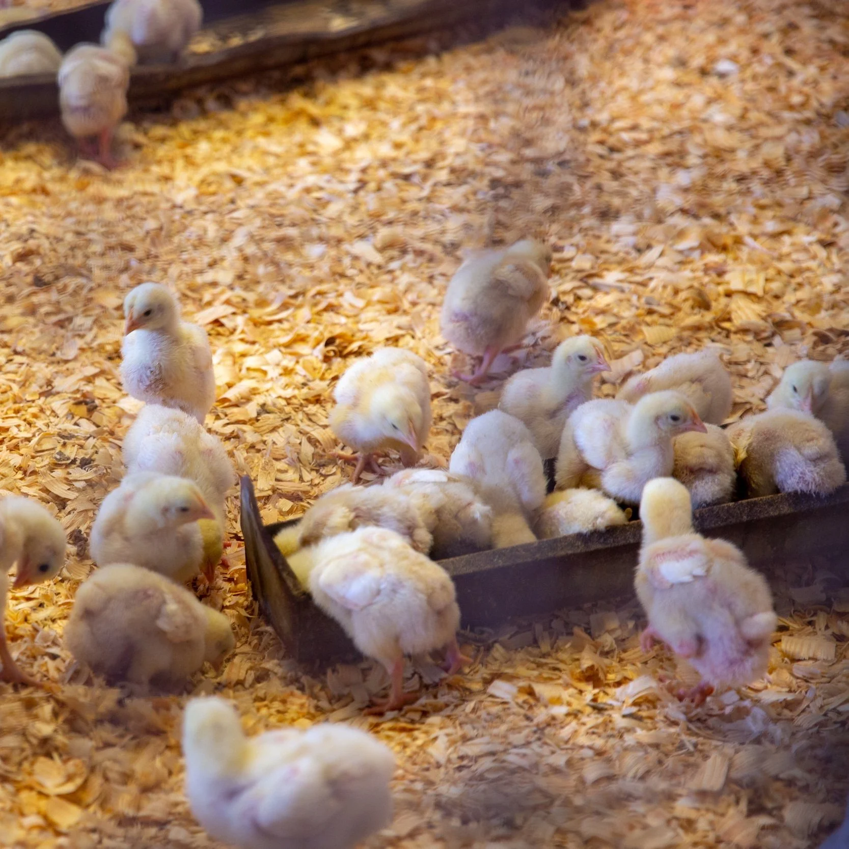 September 2022 Livestock Price &amp; Production Summary