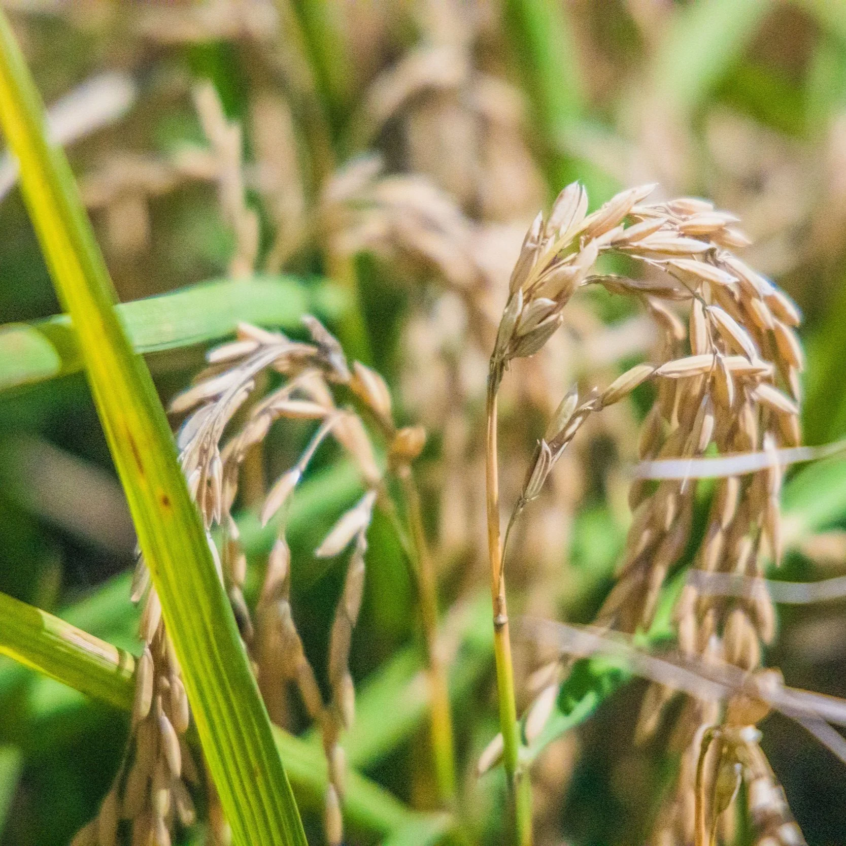 Discovery Could Lead To New Fungicides That Protect Rice Crops