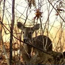 “Hunters for the Hungry” Provides Meat Donations to Louisiana Families