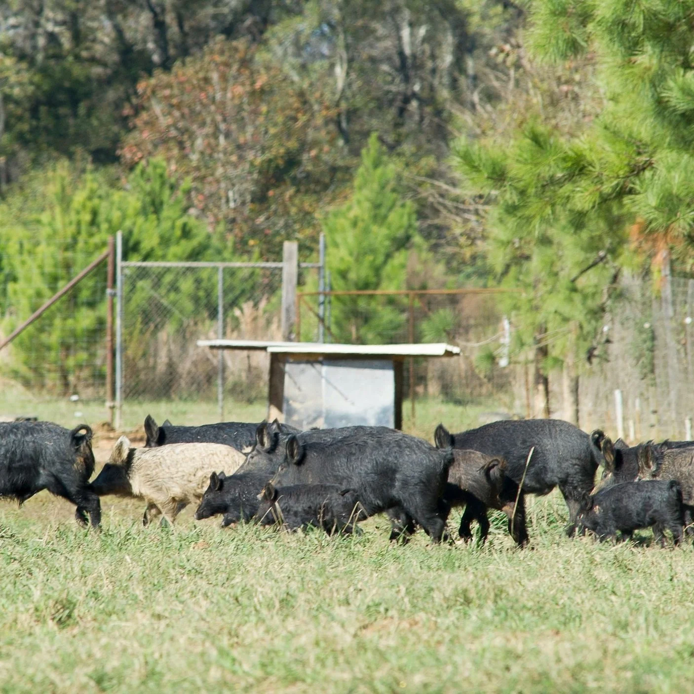 Feral Hogs Cost Louisiana Farmers $91M Annually
