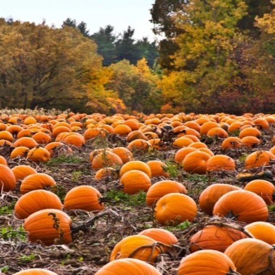 Halloween’s Ag Roots: What Are Farmer’s Ties to the Holiday?