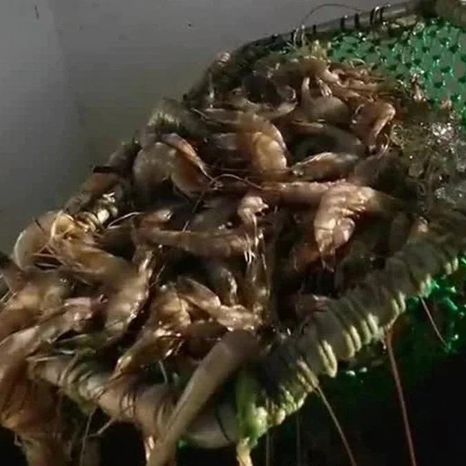 ‘Verge of Extinction’: Louisiana Shrimpers Call for Legislators To Take Action, Cap Shrimp Imports