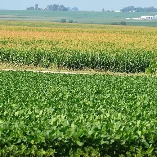 Soybean Market Dealing With Transportation Issues