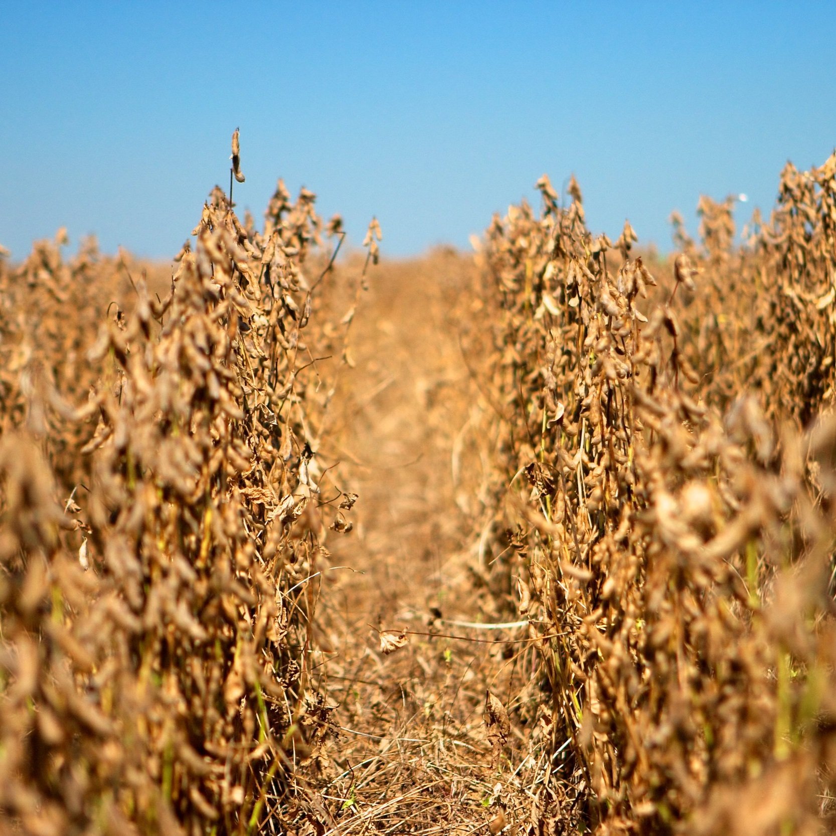 LSU AgCenter 2022 Soybean Core Block Data