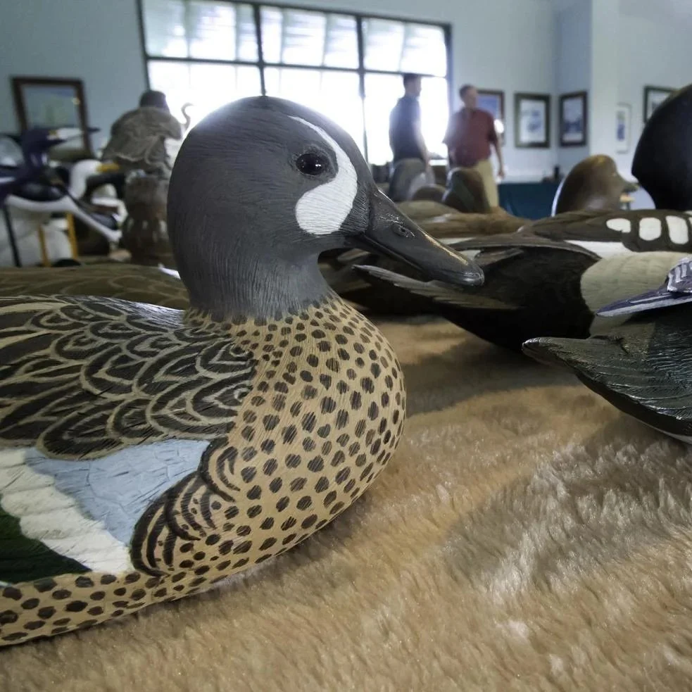 National Lab Finds Strain of Bird Flu in Blue-Winged Teal Killed in Southwestern Louisiana