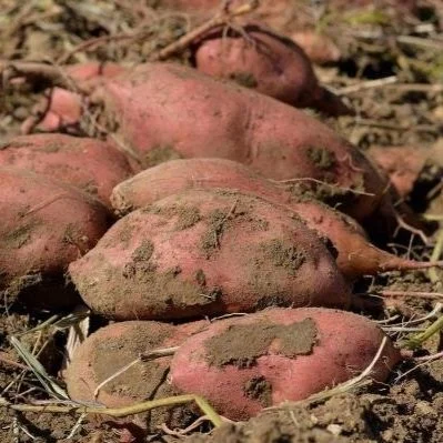 Sweet Potato Harvest: The Good &amp; The Bad