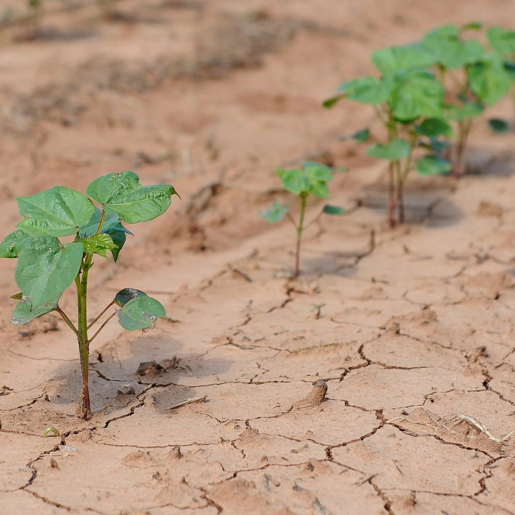 LSU AgCenter-Led Team Receives Grant To Help Farmers Irrigate Efficiently