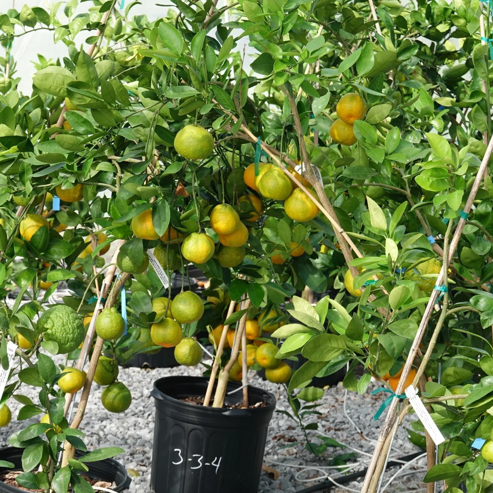 Desperate Times Mean Changes For Citrus Industry