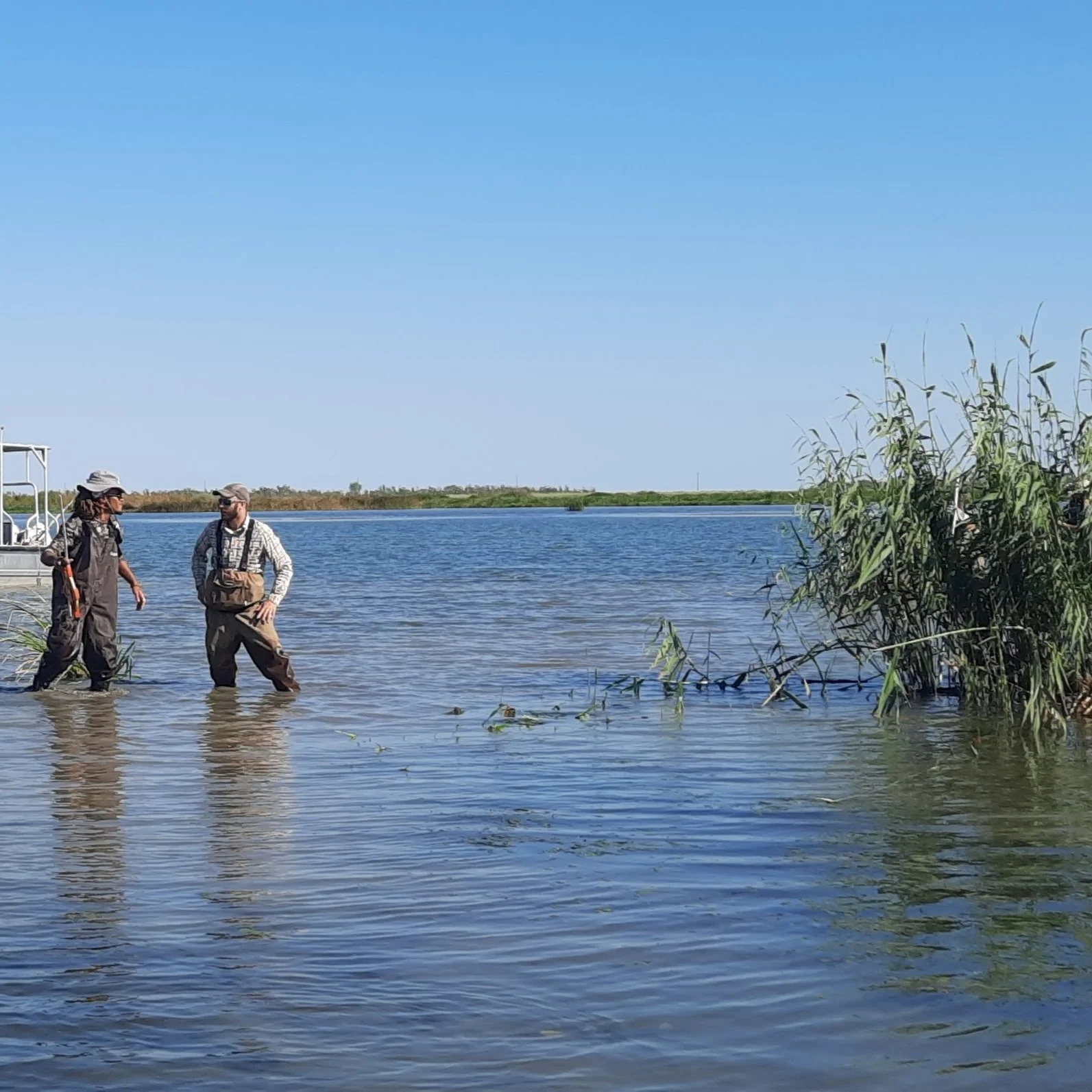 LSU AgCenter Researchers Find Insect Infesting Coastal Cane Expanding Range Eastward