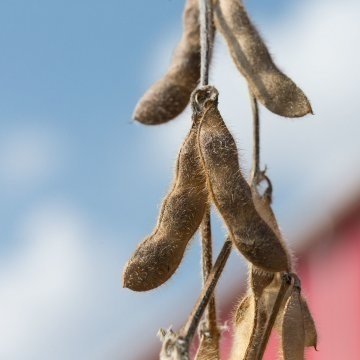 Which States Are Done With The '22 Soybean Harvest?