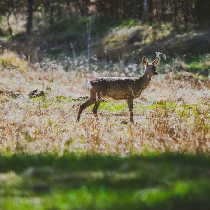 Hunters Can Tag Deer or Turkey Harvest Directly From Smartphone