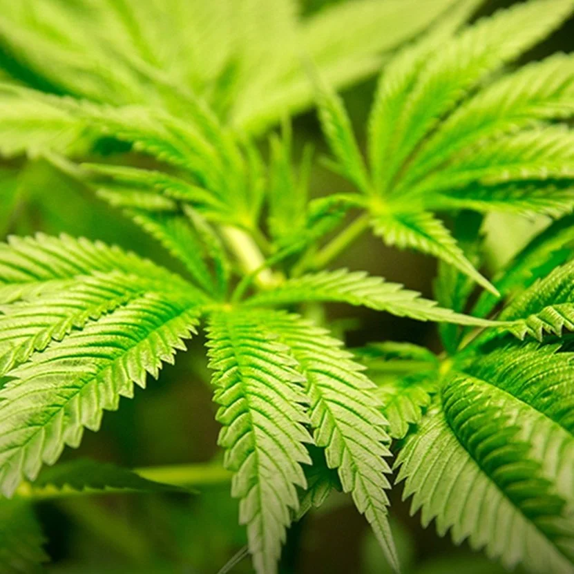 Louisiana Industrial Hemp Promotion and Research Advisory Board Holds First Meeting