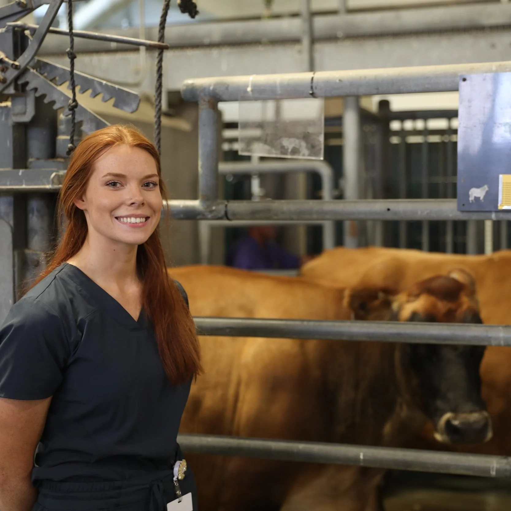 The 3+1 Program in Veterinary Medicine: Achieving Goals Faster, With Less Expense