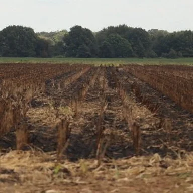Scientists Continue Research Into Best Disposal Of Crop Residue
