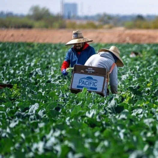 Another Year of Explosive H-2A Growth