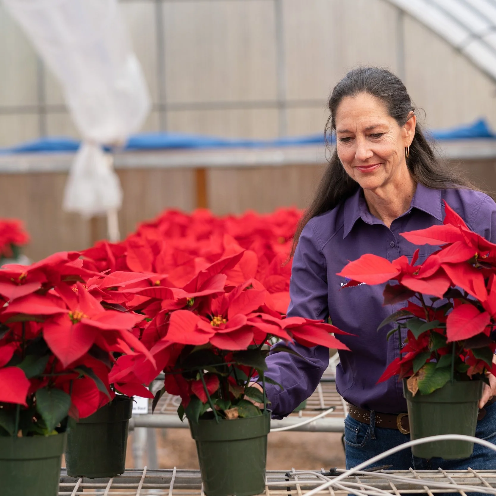Annual Poinsettia Sale Rescheduled For December Third