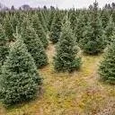 Louisiana Christmas Tree Farm Skipping 2023 Because of Drought, Extreme Weather