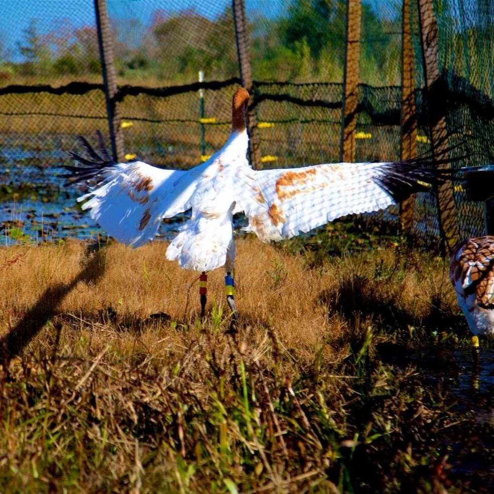 Ten More Whooping Cranes Added to Louisiana’s Experimental Population