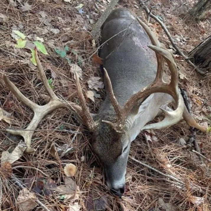 Trophy Buck Harvested Near Black Lake