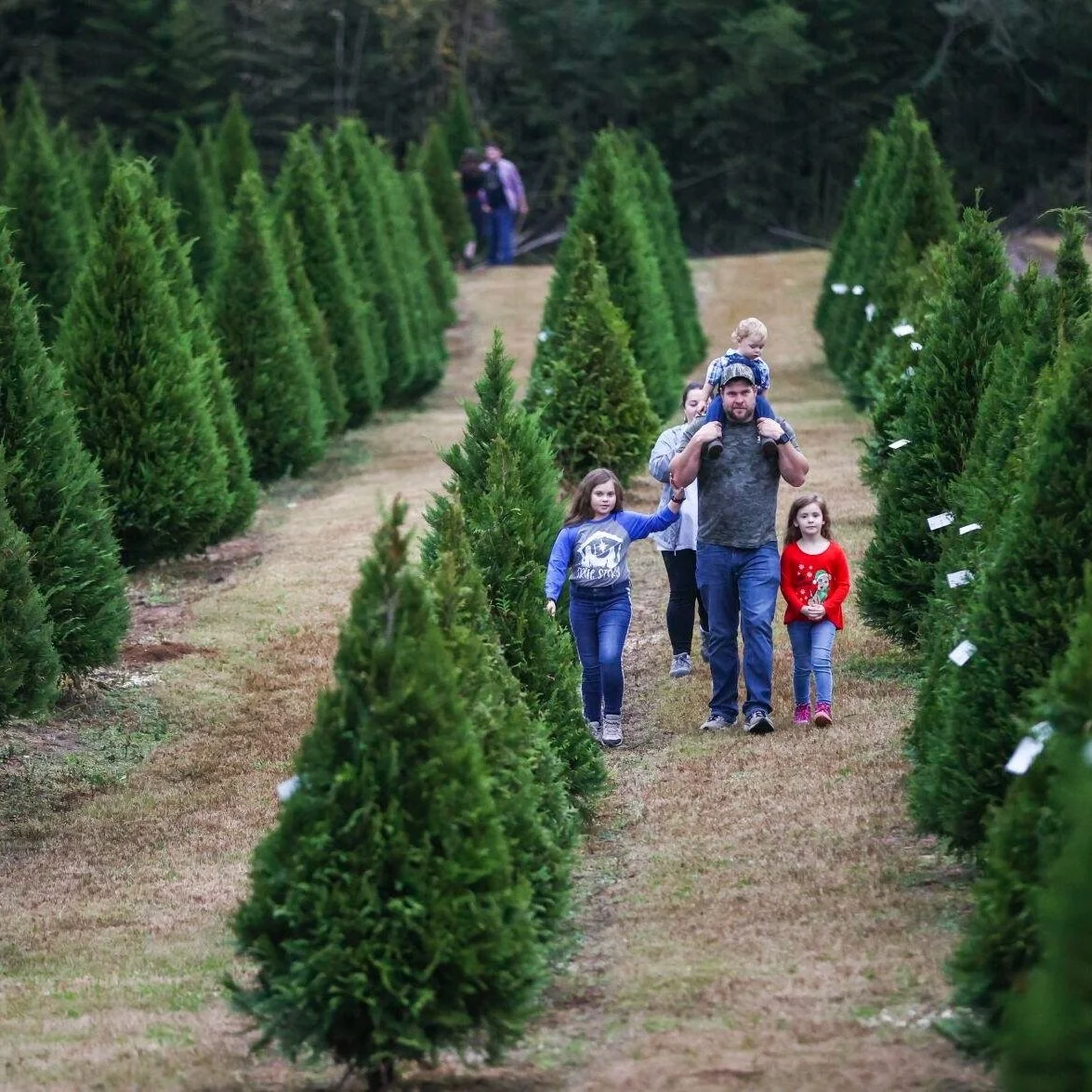 Families Flock to Angie for Christmas Trees