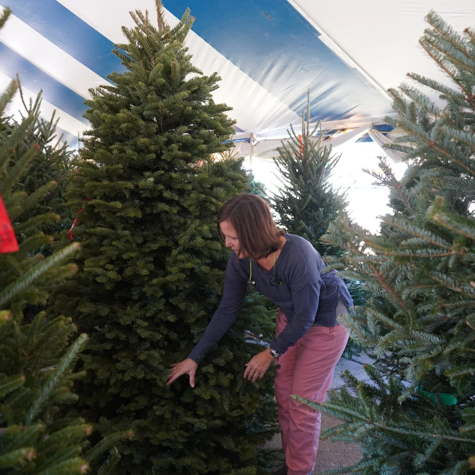 It's Time To Think Christmas Tree Safety