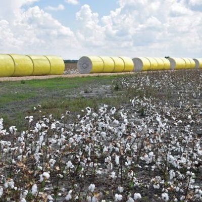 2022 Cotton Crop Recap